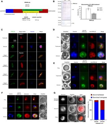 The patatin-like phospholipase PfPNPLA2 is involved in the mitochondrial degradation of phosphatidylglycerol during Plasmodium falciparum blood stage development